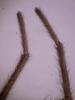 Pardosa purbeckensis